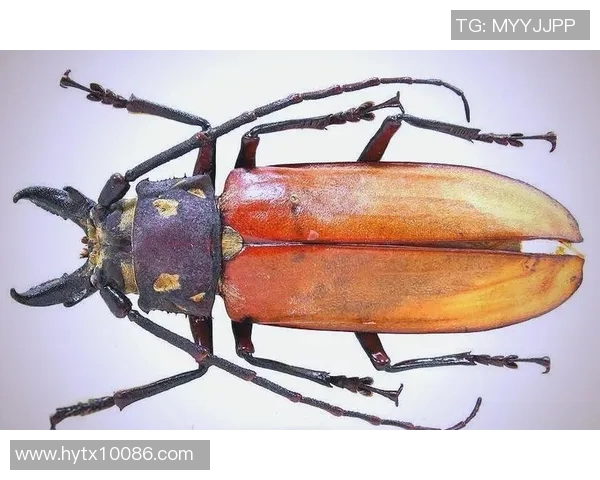 探索3D天牛红五图库的奥秘与魅力，揭示其中隐藏的艺术与科技结合之美