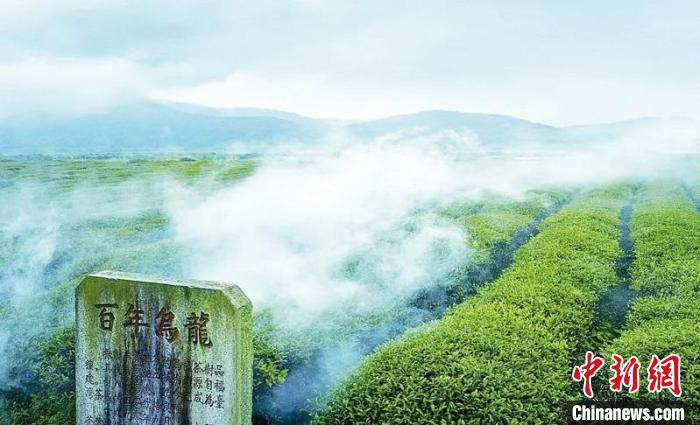 ob体育茶叶_康健百科_99康健网