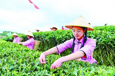 ob体育小茶叶成为农村强盛“金叶子”(图1)