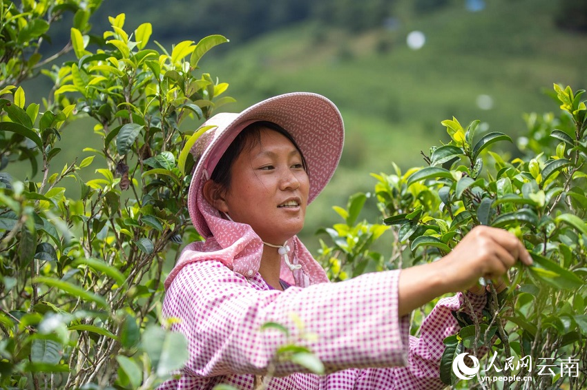 茶香双江 小茶叶的“大行动”ob体育(图1)