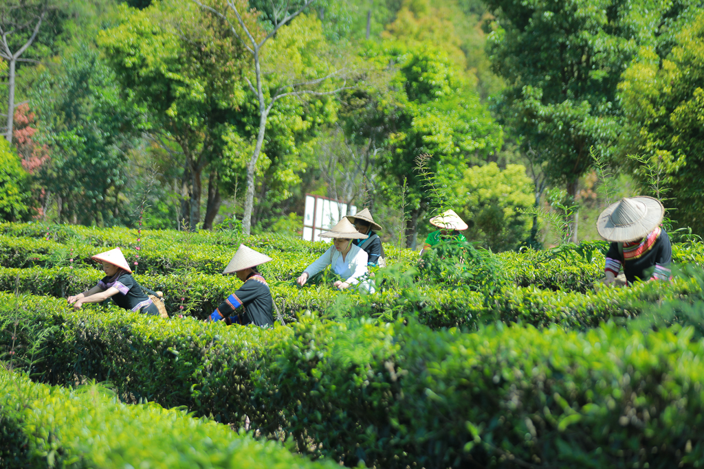 ob体育茶叶报价_行情_供求-中药材六合网