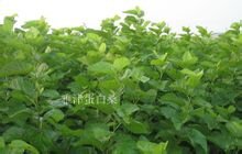 ob体育茶叶_360百科(图11)