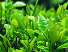 ob体育茶叶_360百科(图12)