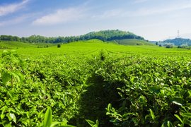 绿茶白茶黄茶红茶乌龙茶黑茶……ob体育傻傻分不清？一文明了→