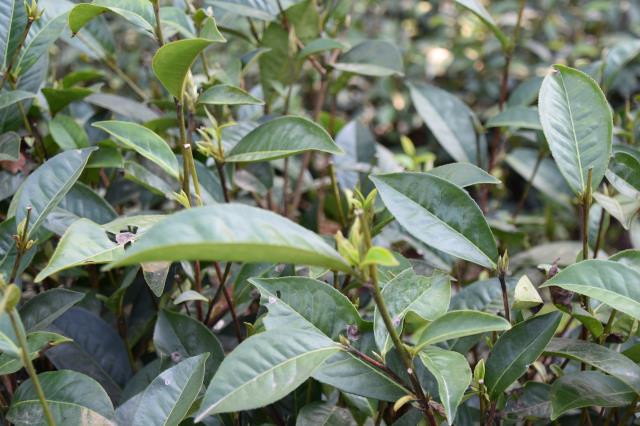 ob体育茶难卖！库存浩大！数百万吨茶叶库存何去何从？(图1)