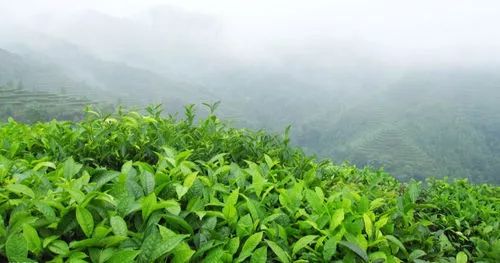 《中ob体育邦茶道》品茶百味意韵糊口(图3)