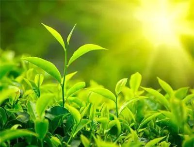 《中ob体育邦茶道》品茶百味意韵糊口(图1)