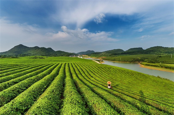 茶叶根基品种及特质ob体育