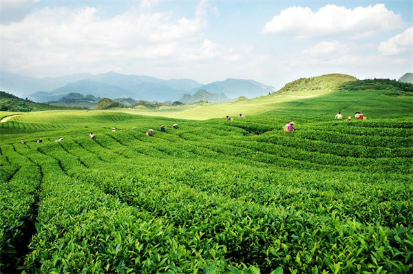 鹤峰茶叶出ob体育口“开门红”