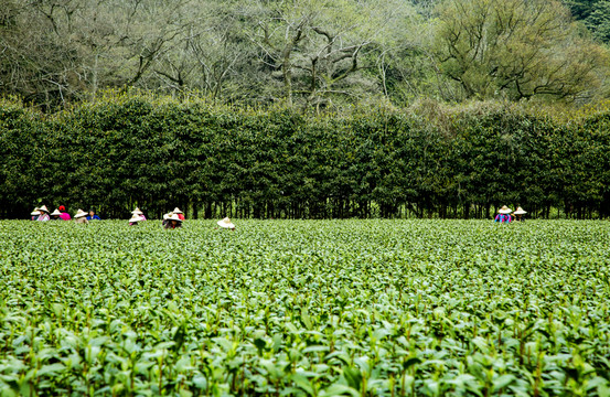 ob体育中邦十台甫茶差异是什么茶