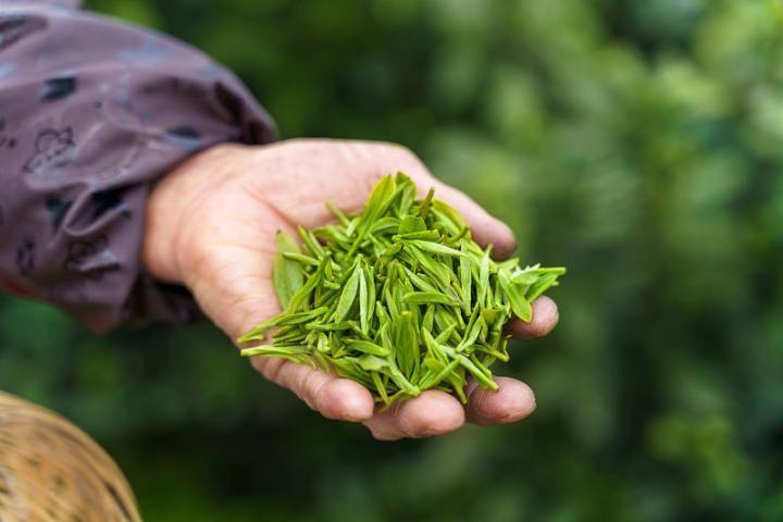 本年的春茶会更好喝浙江省茶叶首席专家：茶叶品德优、产量增ob体育(图2)