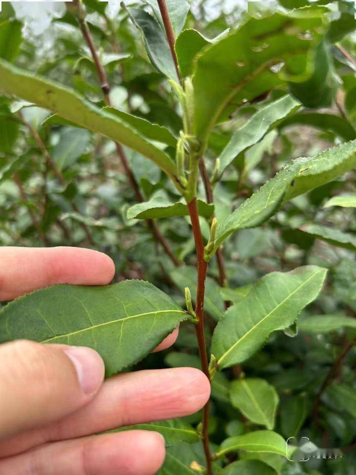 本年的春茶会更好喝浙江省茶叶首席专家：茶叶品德优、产量增ob体育(图1)