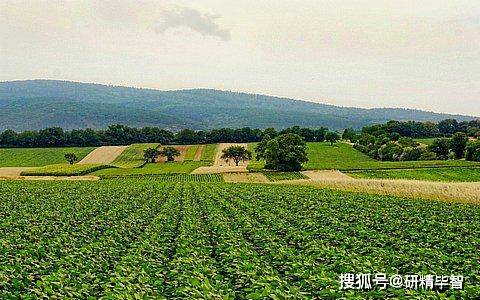 ob体育中邦茶叶行业市集了解及来日兴盛趋向(图1)
