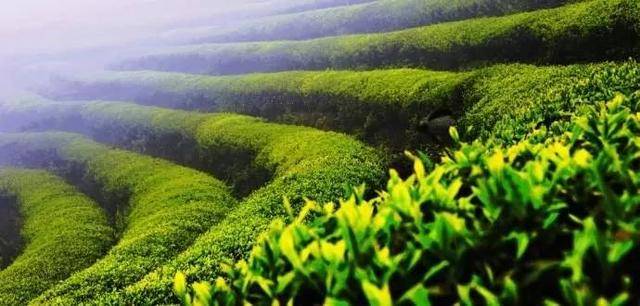 ob体育茶的渊源