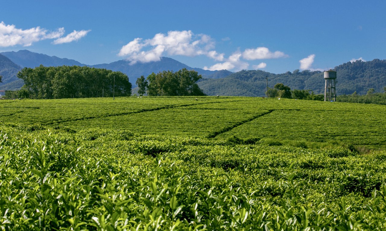 ob体育2023年美邦茶叶进口境况