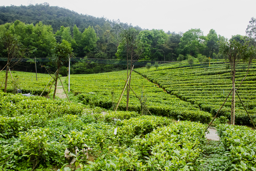 ob体育6大茶类离别有哪些茶