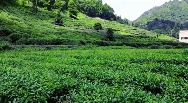 ob体育红茶绿茶岩茶毛茶惠茶小而美品德科技文明家当起色大著作