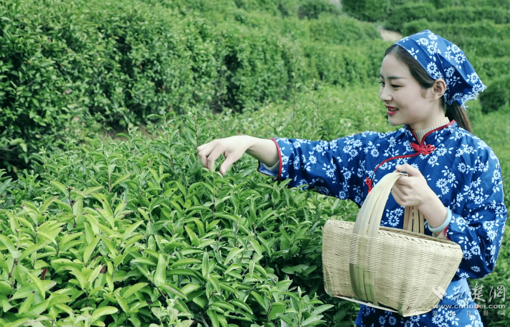 大悟茶工业②丨小茶叶托起墟落强盛“大工业”ob体育(图2)