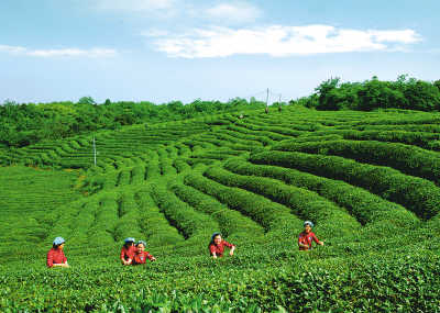 ob体育“公众最怜爱的茶”出炉！