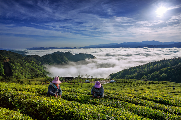 雷山银球ob体育茶问鼎中邦好绿茶贵州金奖茶王(图2)