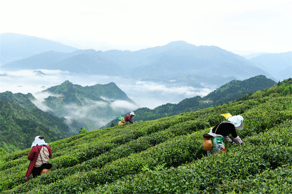 雷山银球ob体育茶问鼎中邦好绿茶贵州金奖茶王(图3)