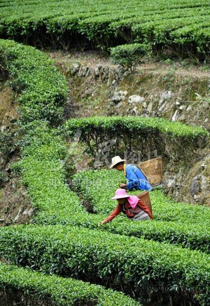 ob体育一年卖出10亿杯：东方新茶饮代外茶百道港交所上市