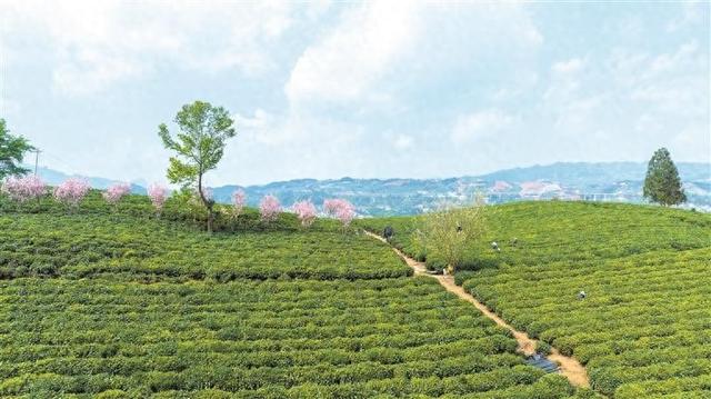 ob体育轻装上阵！茶叶包装再“瘦身”