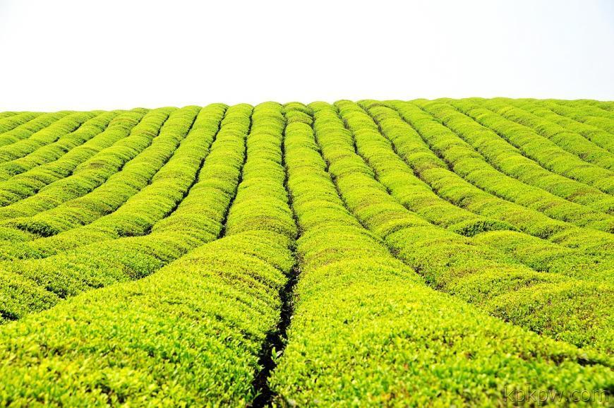 ob体育胀动汉江流域茶家当联动兴盛