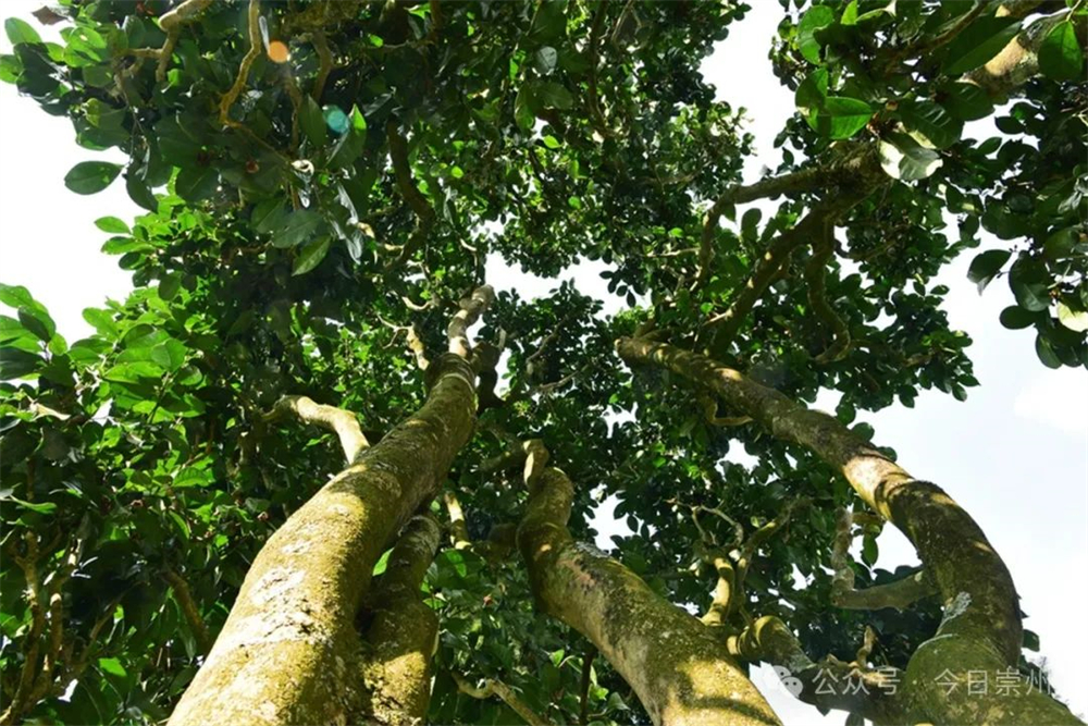 ob体育久等了崇州枇杷茶飘香上新(图1)