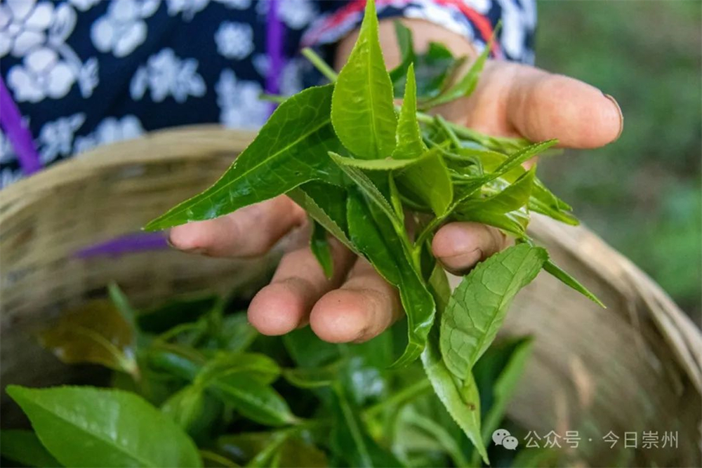 ob体育久等了崇州枇杷茶飘香上新(图2)