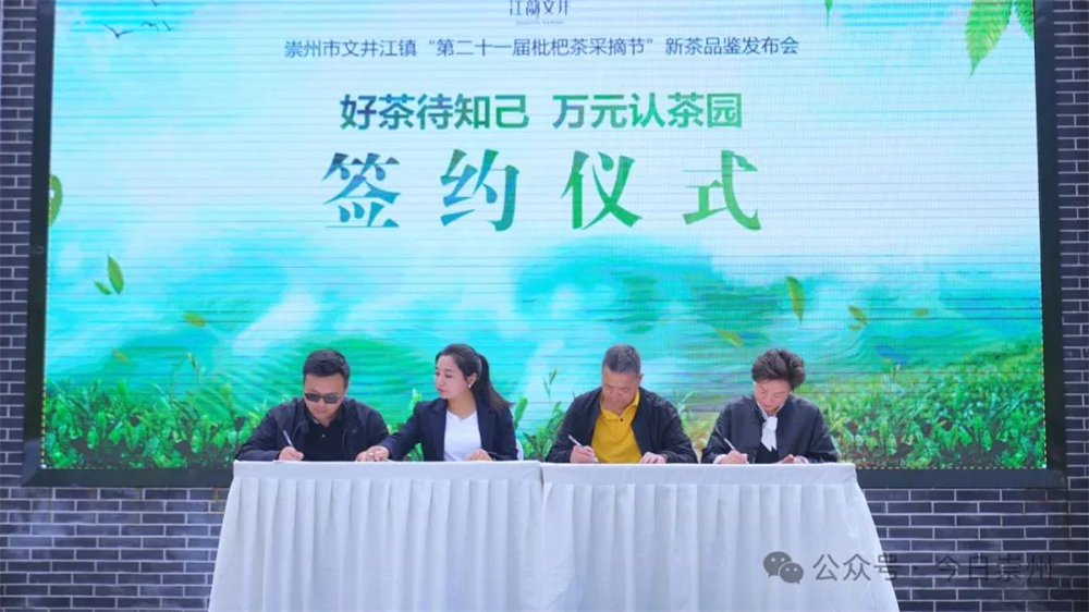 ob体育久等了崇州枇杷茶飘香上新(图3)