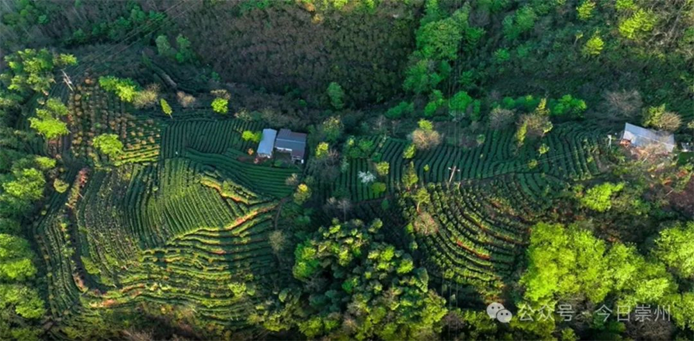 ob体育久等了崇州枇杷茶飘香上新(图4)