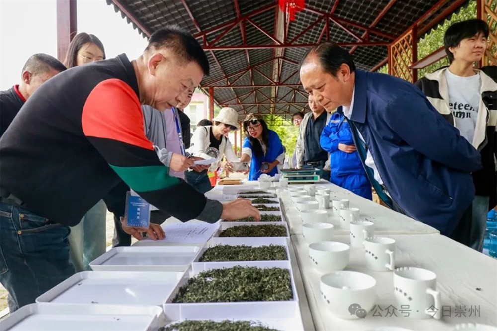 ob体育久等了崇州枇杷茶飘香上新(图7)