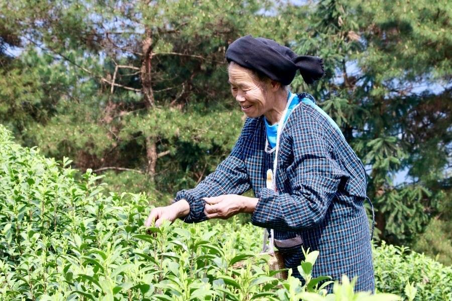 贵州独山茶叶“出山记”——从深山走向寰宇的一片叶子自述ob体育(图2)