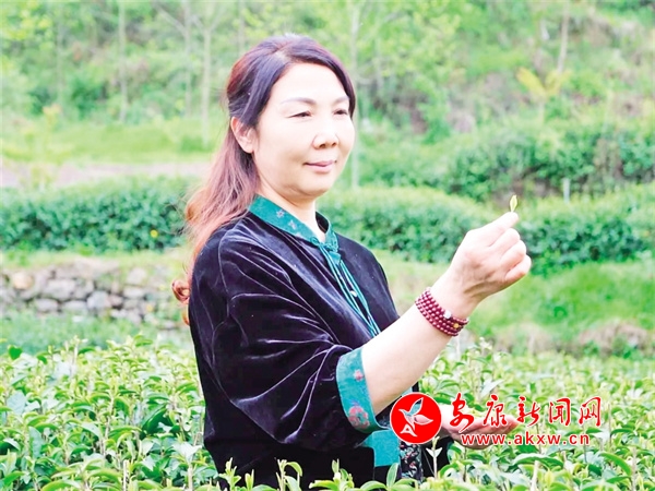 ob体育“茶女子”的茶故事 - 安康音信网(图2)