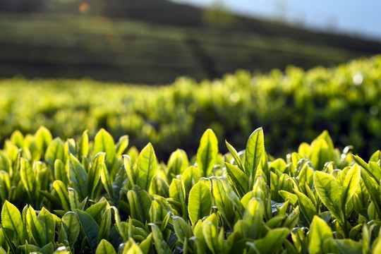 ob体育中邦最南端茶叶产区初度实行茶叶出口海外