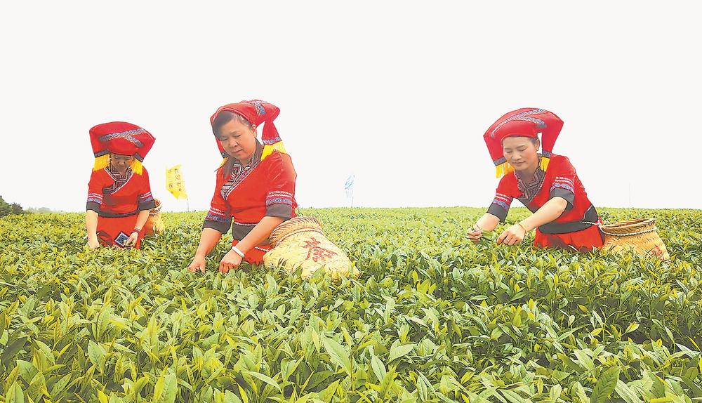 中邦茶叶-茶学ob体育问