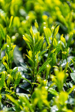 ob体育广州芳村金融茶：茶价一夜从5万跌到2千500众名茶商失掉几亿元