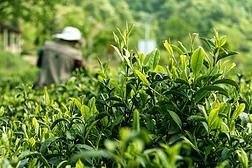 ob体育赵晓庆揭秘茶叶背后的科学：专业正确的解读从新认知茶的寰宇(图1)