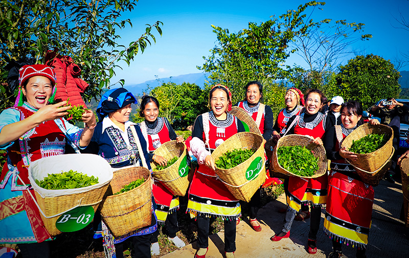 春ob体育未到茶已至 云南江城初春茶抢“鲜”开采(图2)