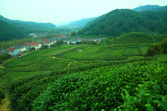ob体育茶叶的成效与效率茶叶的副效率-药效-用法-图片-39药品通