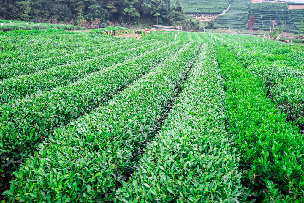 ob体育茶叶品牌茶叶百科茶叶资讯茶叶文明
